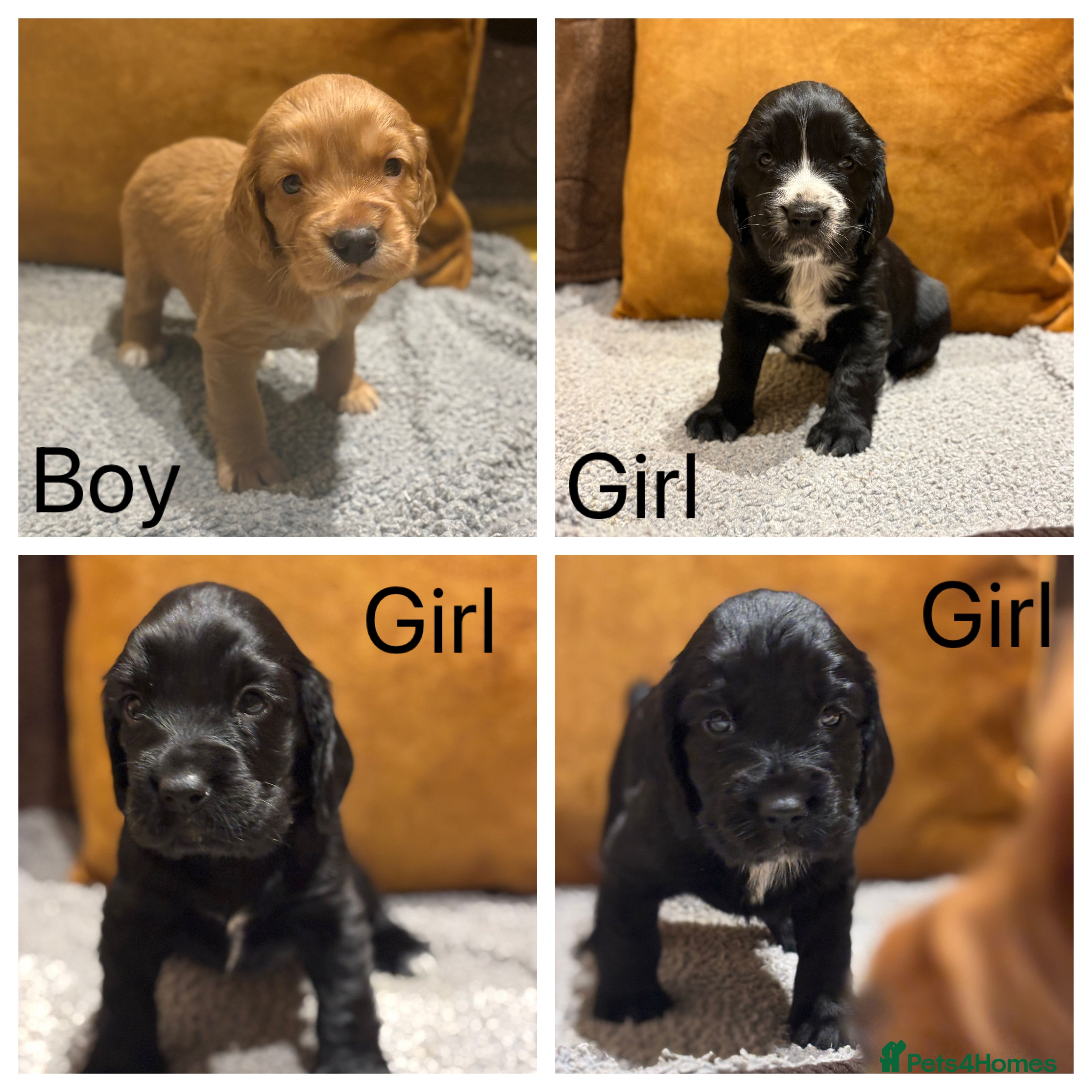 Sprocker dogs Beautiful sprocker spaniel puppies in Broseley - Advert 6