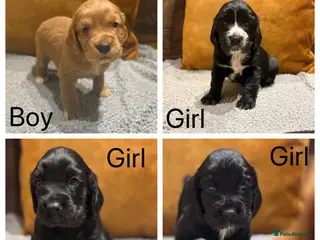 Sprocker dogs Beautiful sprocker spaniel puppies in Broseley - Advert 5