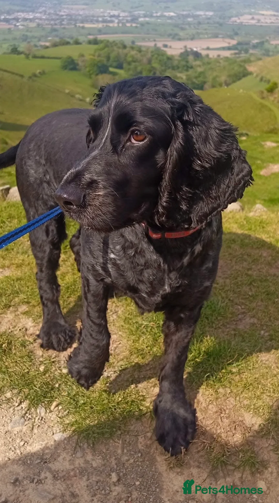 Cocker Spaniel dogs for sale: Darcy Button age 8 cocker spaniel  - Advert 1