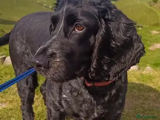 Cocker Spaniel dogs Darcy Button age 8 cocker spaniel - Advert 1