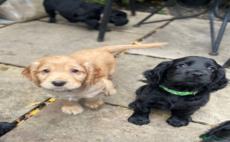 Cocker Spaniel dogs Working Cocker Spaniels - Advert 2