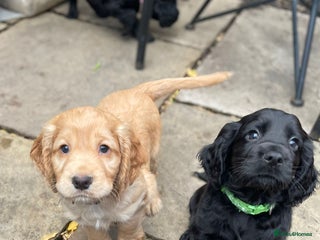 Cocker Spaniel dogs Working Cocker Spaniels - Advert 2