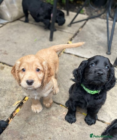 Cocker Spaniel dogs Working Cocker Spaniels - Advert 1