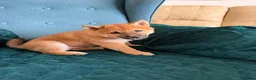 Japanese Shiba Inu dogs for sale: Last Lovely Shiba Inu Puppy, Ready for home now! - Advert 8