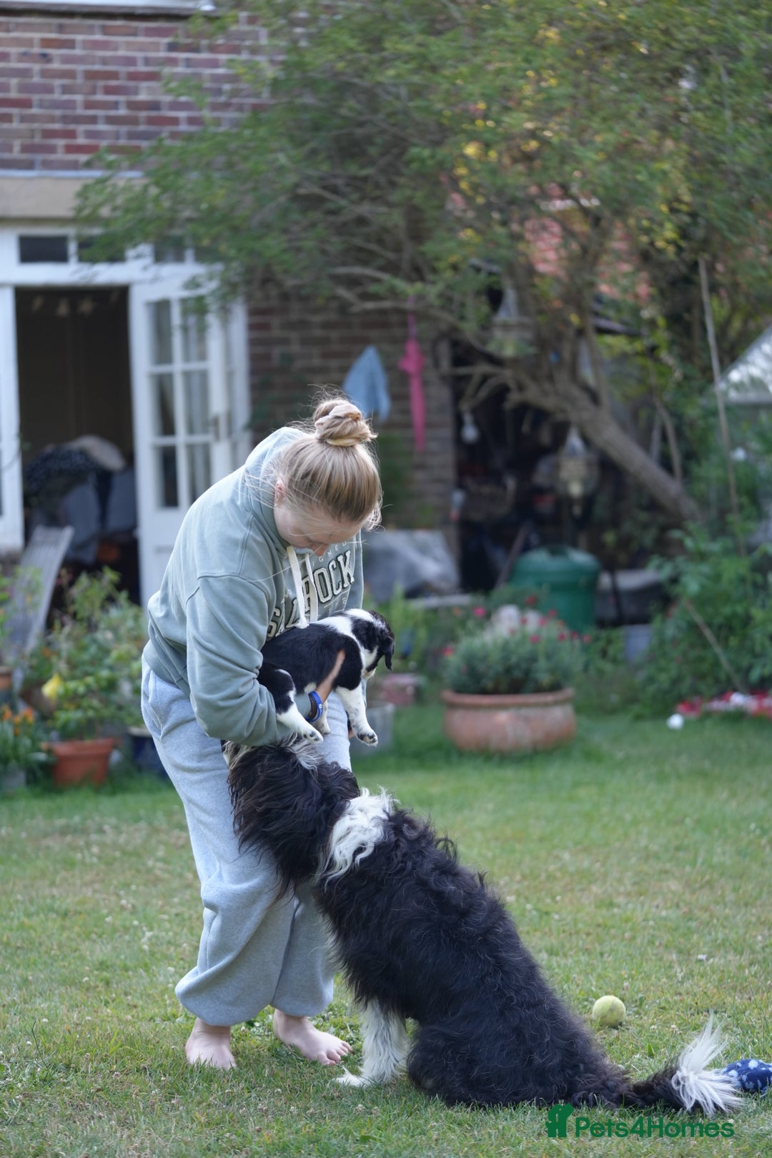 Mixed Breed dogs for sale: Collie mixed breed puppies - Image 5