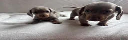Miniature Dachshund dogs for sale: Miniature dachshund  - Advert 19
