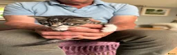 Mixed Breed cats for sale: Gorgeous kittens - Advert 8