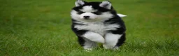 Pomsky dogs for sale: F4 Genuine Pomskies from health tested parents - Advert 7