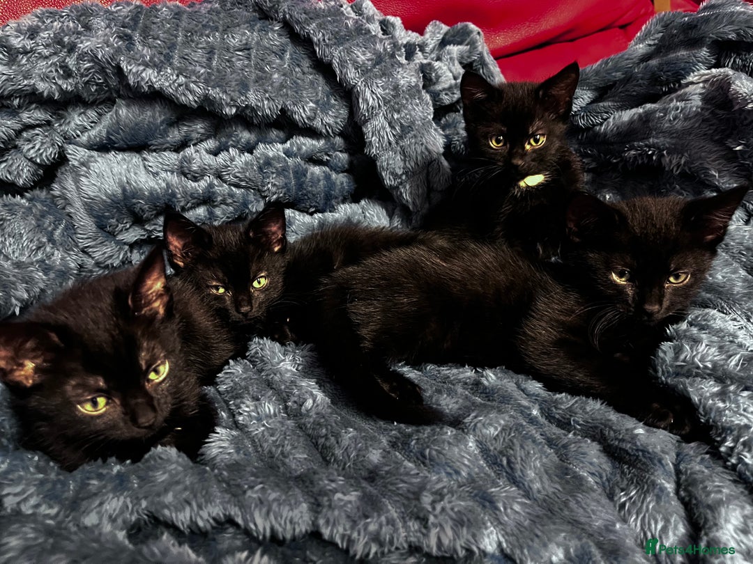American Shorthair cats for sale: Cute 4 little females ready to go to new home - Image 7