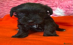 Miniature Schnauzer dogs for sale: KC reg ,health checked miniature schnauzer puppies - Image 3