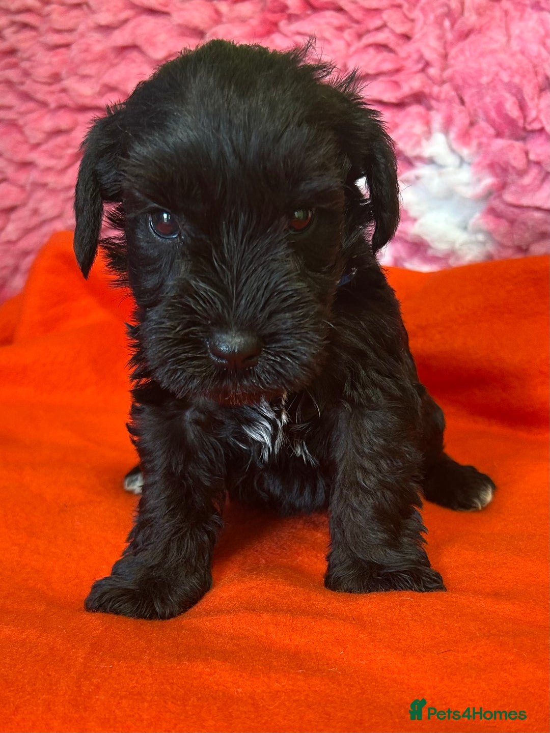 Miniature Schnauzer dogs for sale: KC reg ,health checked miniature schnauzer puppies - Image 3