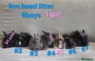Lionhead rabbits Lion head babies very fluffy & tame ☆READY NOW - Advert 1