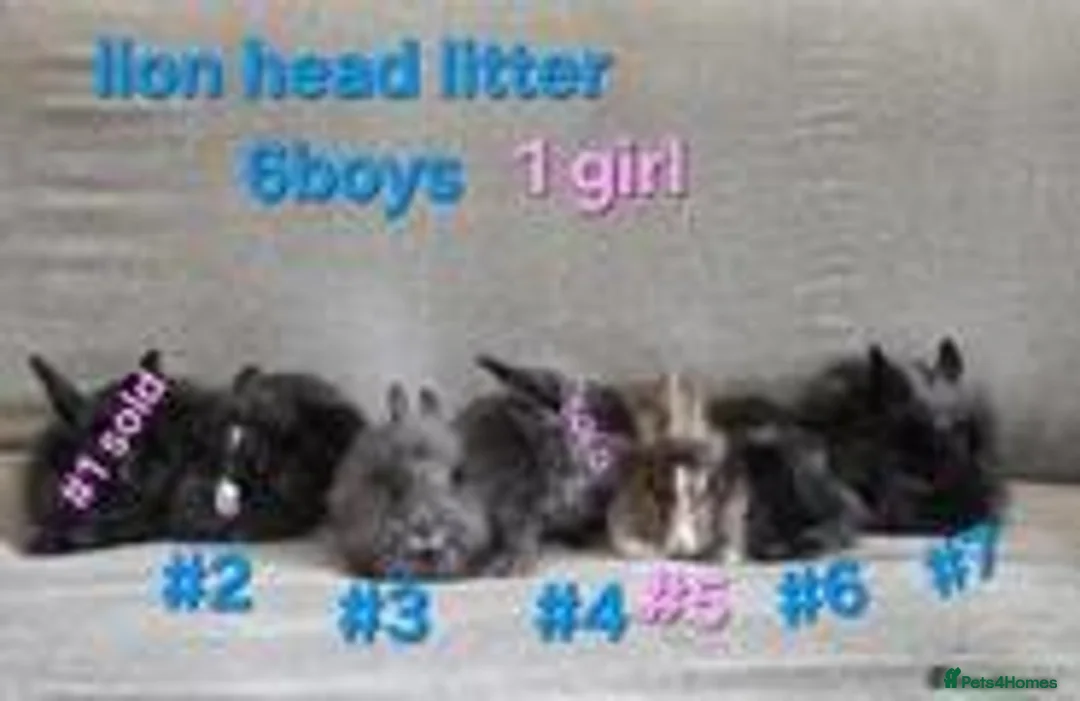 Lionhead rabbits for sale: Lion head babies very fluffy & tame ☆READY NOW - Advert 1