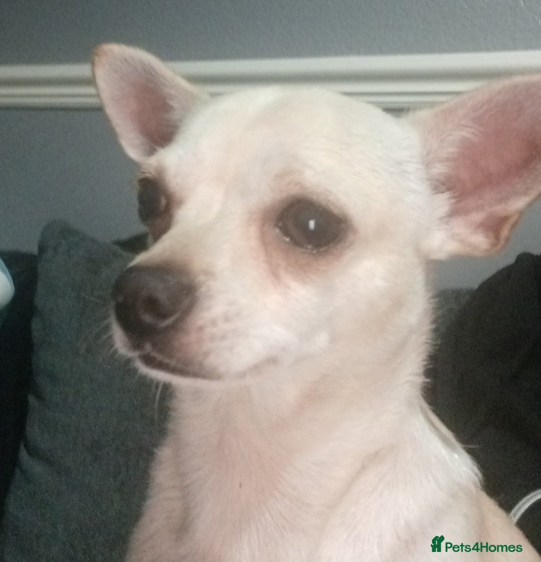 Chihuahua dogs for stud: Male chihuahua  - Advert 7