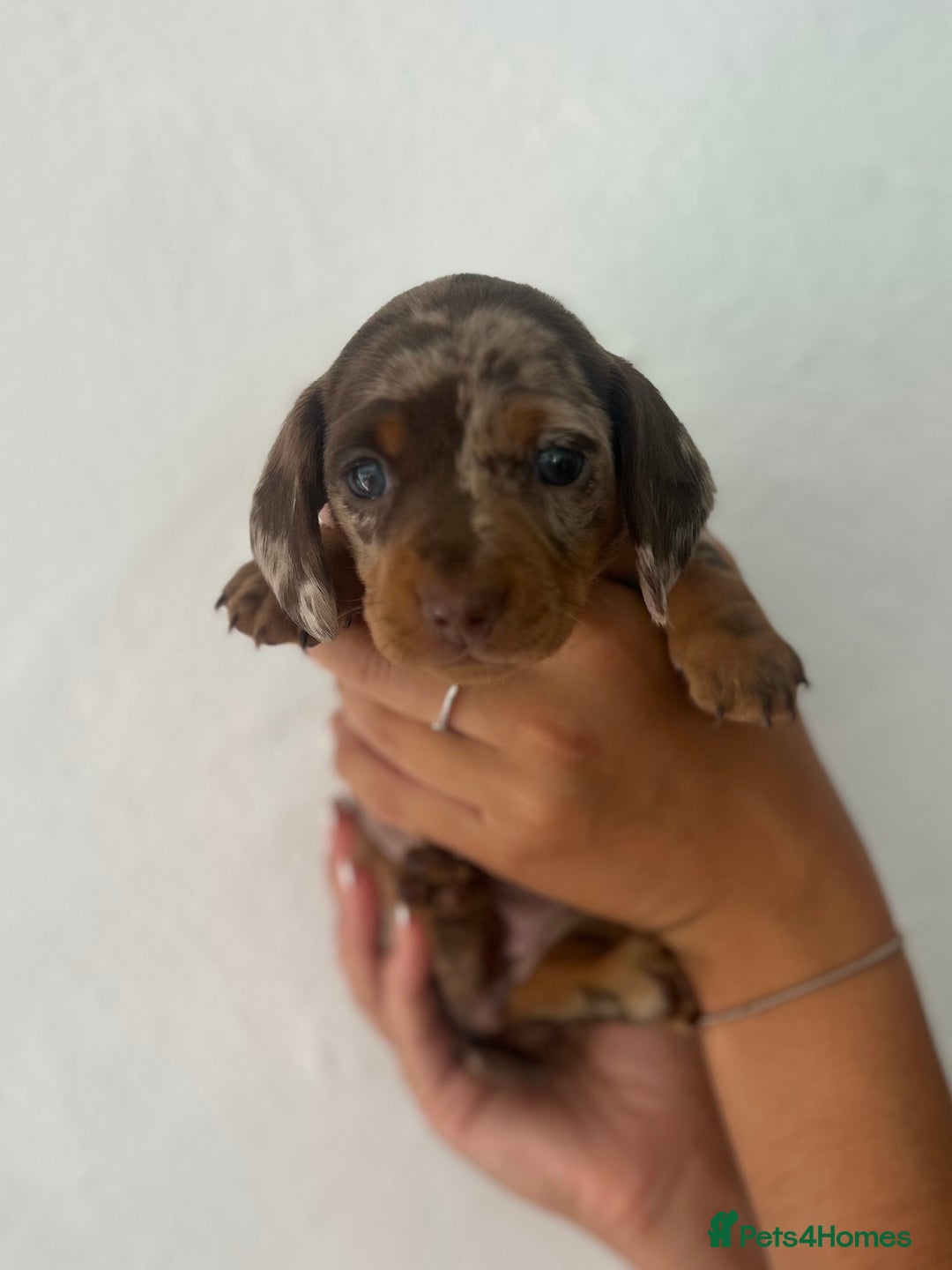 Miniature Dachshund dogs for sale: Miniature dachshunds  - Image 3