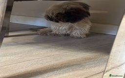 Shih Tzu dogs for sale: Shih tzu karashishi puppy  - Image 9