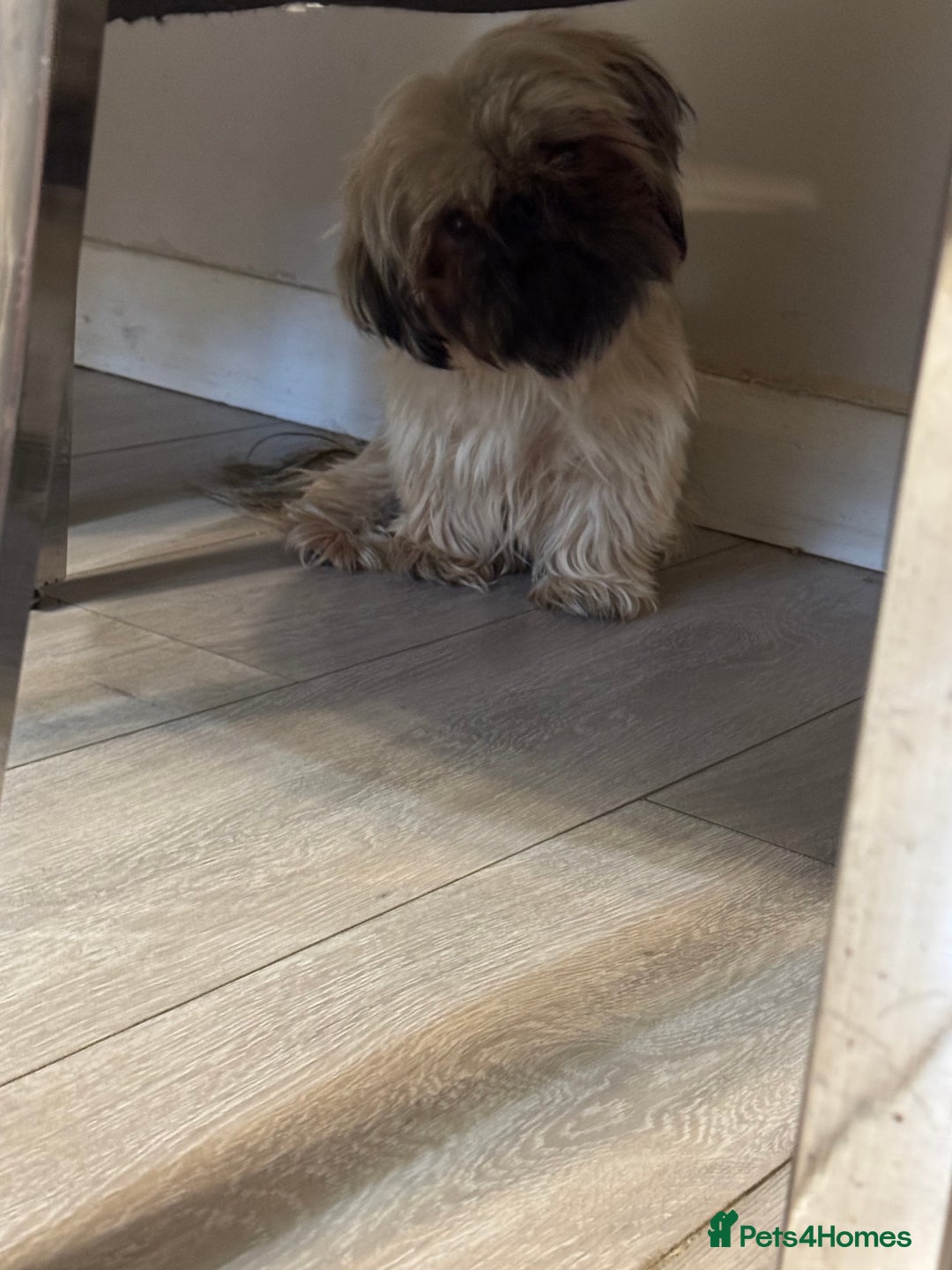Shih Tzu dogs for sale: Shih tzu karashishi puppy  - Image 9