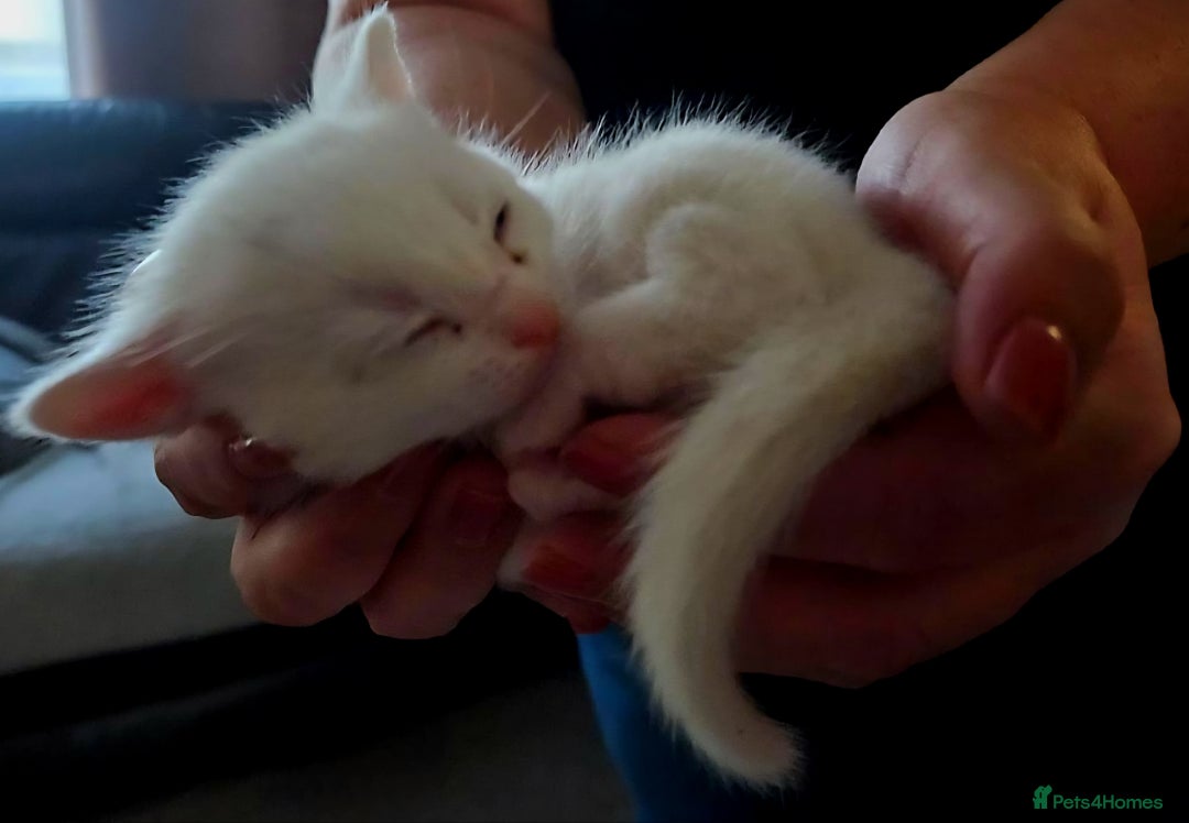 Mixed Breed cats for sale: Scottish straight cross kittens - Image 14