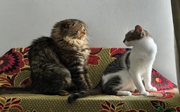 Mixed Breed cats for sale: Sweet Crossbreed Kitten Looking for a Loving Home - Image 9