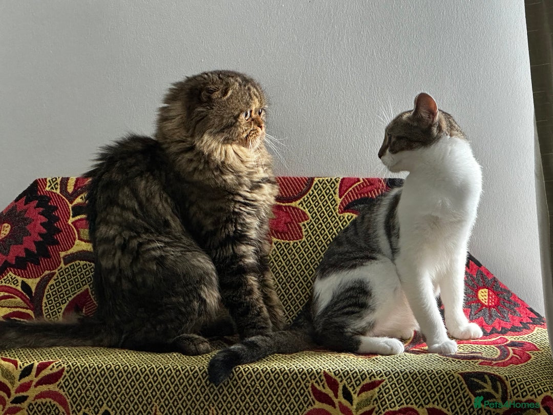 Mixed Breed cats for sale: Sweet Crossbreed Kitten Looking for a Loving Home - Image 9
