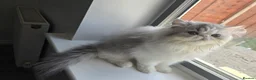 Persian cats for sale: Persian Kittens – Bi-Color - Thick Fur Punch Face - Advert 10
