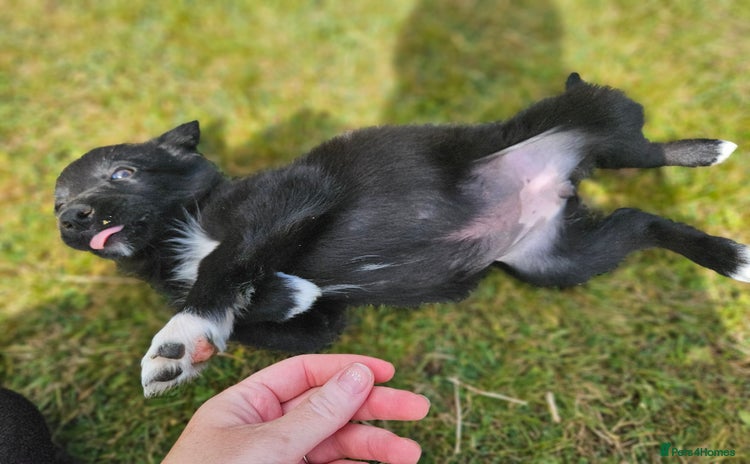 Mixed Breed dogs - Advert 16
