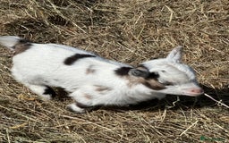 Goats livestock for sale: Registered pygmy goat kids  - Image 3