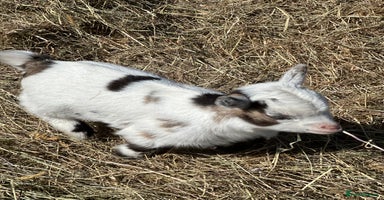 Goats livestock - Advert 8