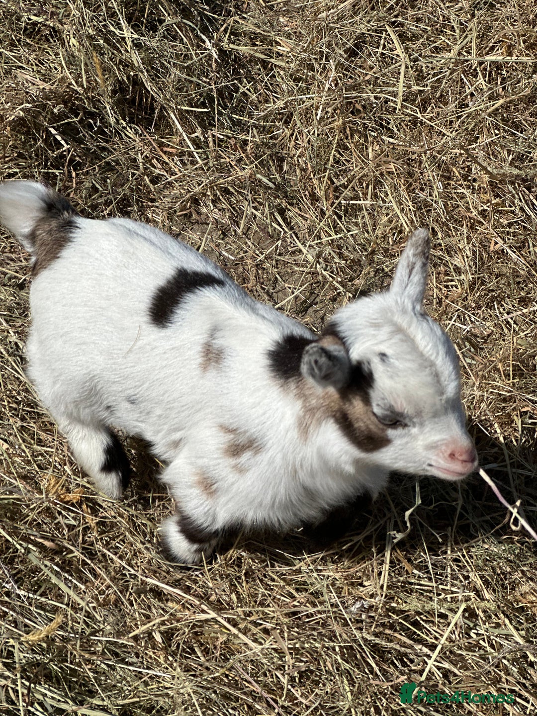 Goats livestock for sale: Registered pygmy goat kids  - Image 3