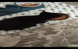 Mixed Breed cats for sale: 3 kittens need rehoming  - Advert 4