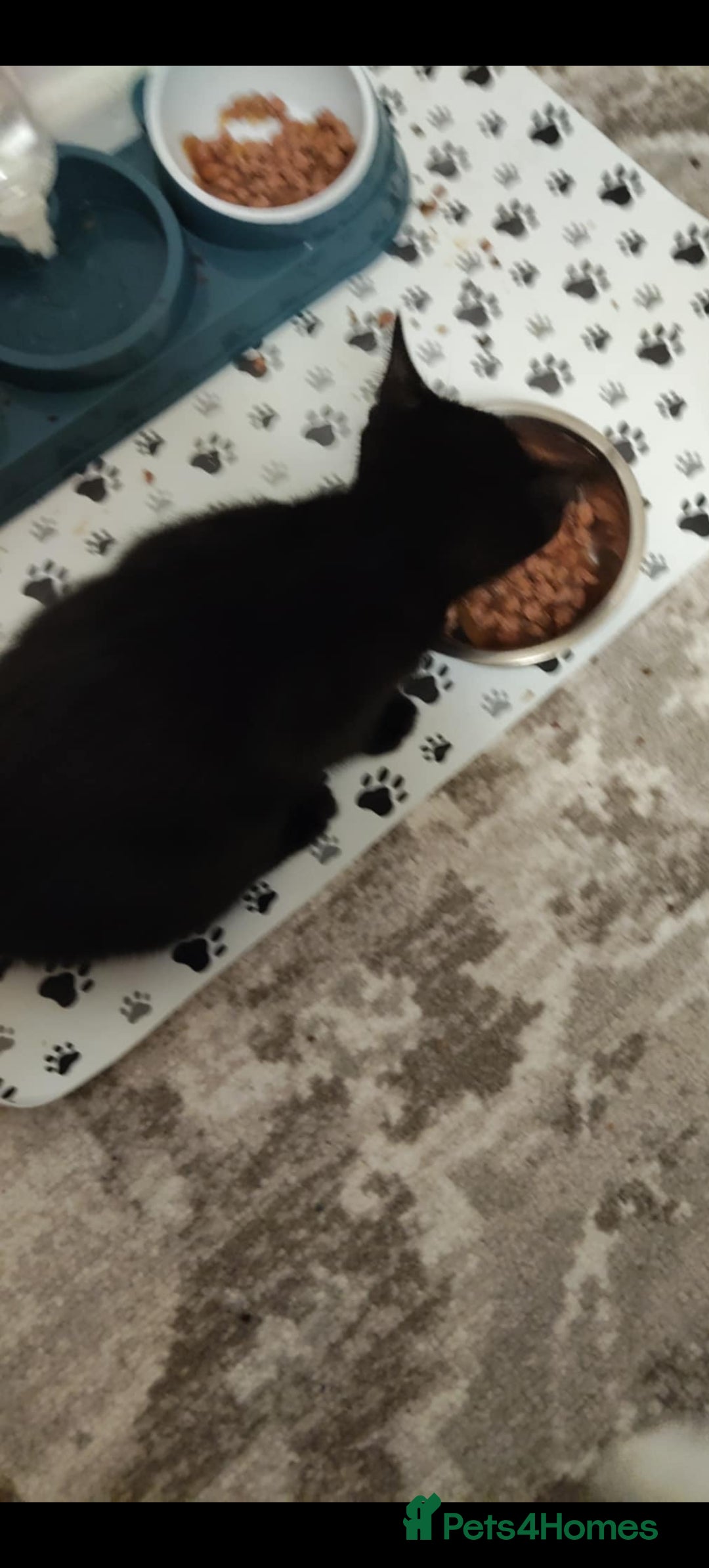 Mixed Breed cats for sale: 3 kittens need rehoming  - Advert 4