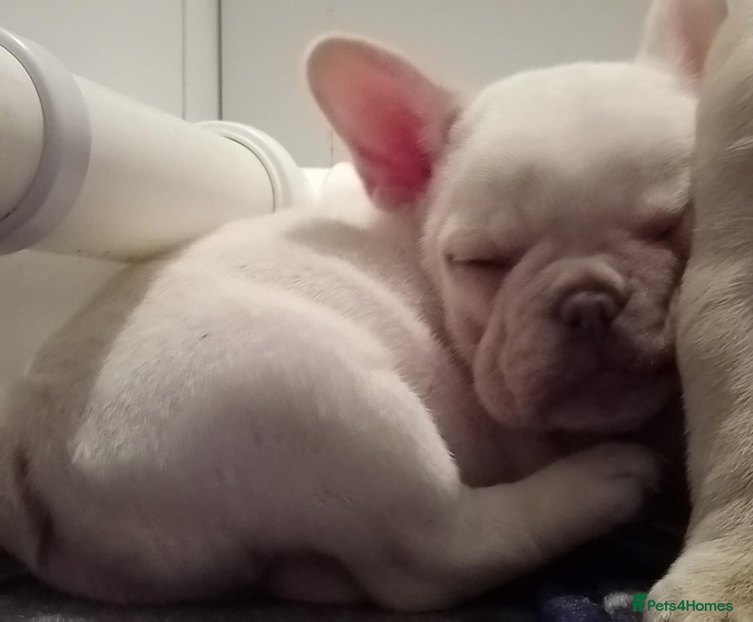 French Bulldog dogs for sale: French Bulldog Puppies For Sale  - Advert 18