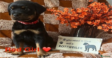 Rottweiler dogs - Advert 5
