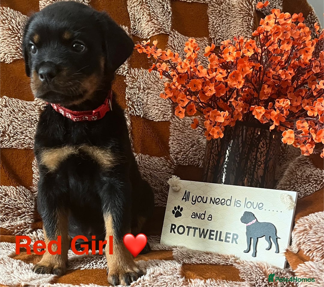 Rottweiler dogs for sale: Stunning kc registered Rottweiler pups.  - Image 4