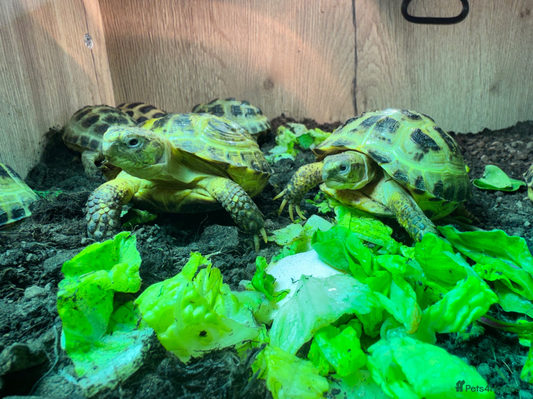 Tortoise reptiles Baby Horsfield Tortoises and Set Ups!! - Advert 1