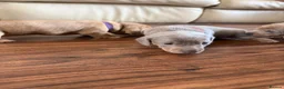 Miniature Dachshund dogs for sale: Miniature dachshunds looking for a forever home - Advert 5
