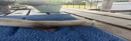 Ferret rodents for sale: Beautiful Ferret Kits for sale  - Advert 14