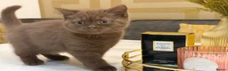 British Shorthair cats for sale: *REDUCED* British Shorthair Kittens in chocolate  - Advert 15