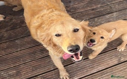 Goldendoodle dogs for sale: Healthy happy small golden retriever type puppies - Image 14