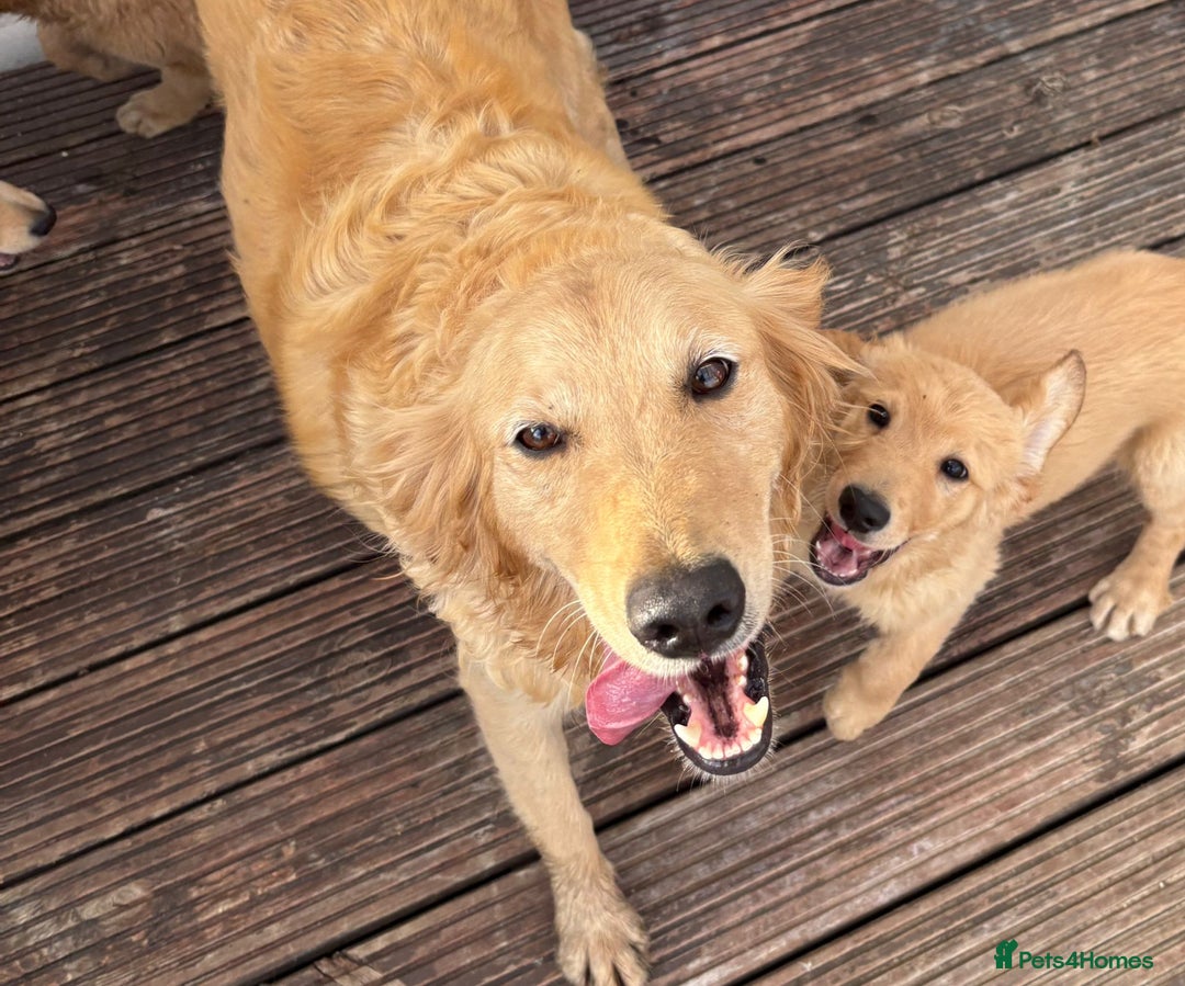 Goldendoodle dogs for sale: Healthy happy small golden retriever type puppies - Image 14