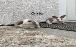 Lionhead rabbits for sale: Lion head & lop baby rabbits - Image 2