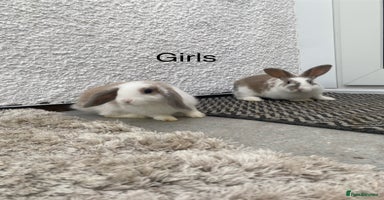 Lionhead rabbits - Advert 16