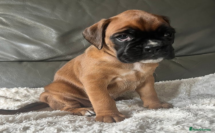 Boxer dogs - Advert 2