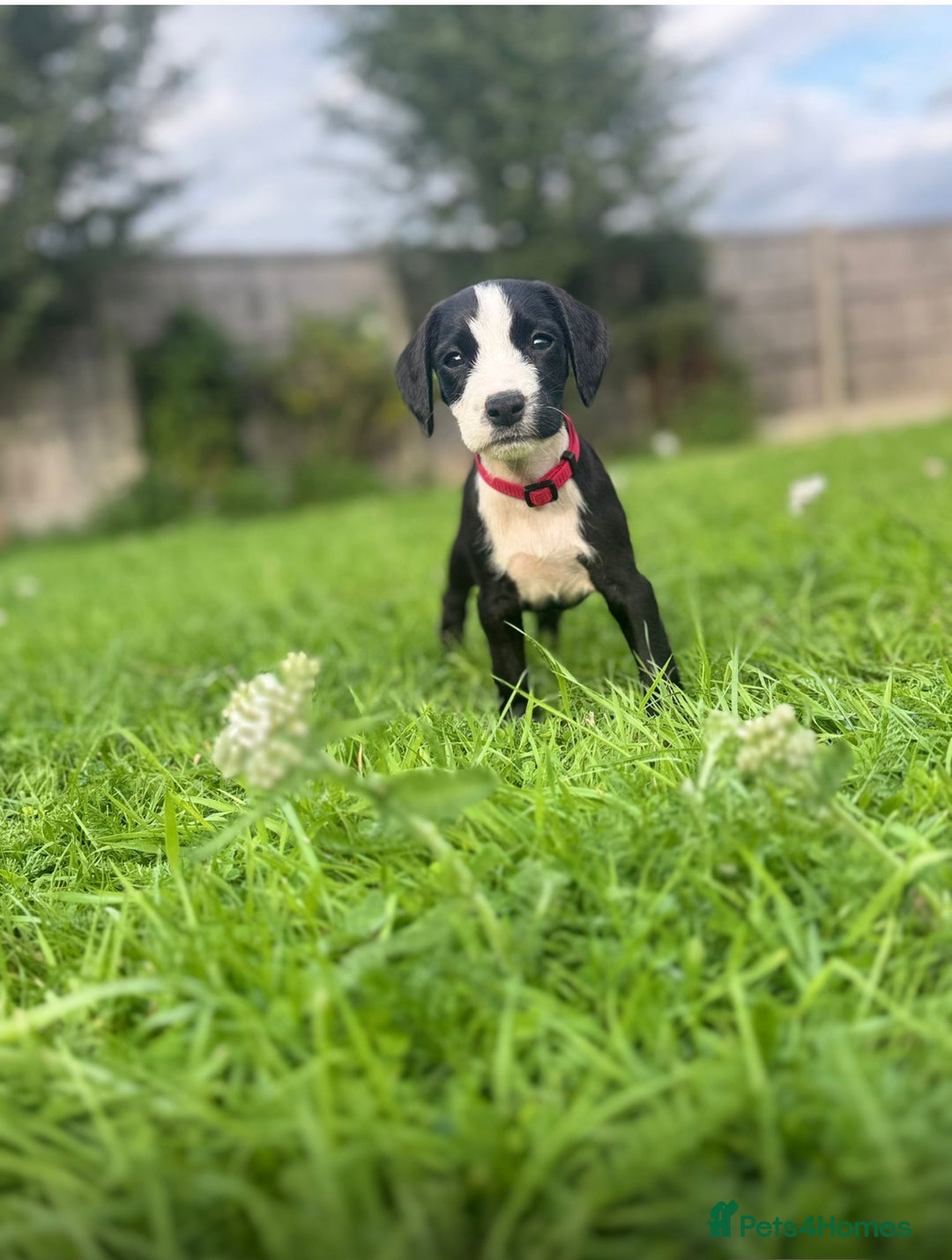 Mixed Breed dogs for sale: Pattendales cross ready now 🩷 - Image 12