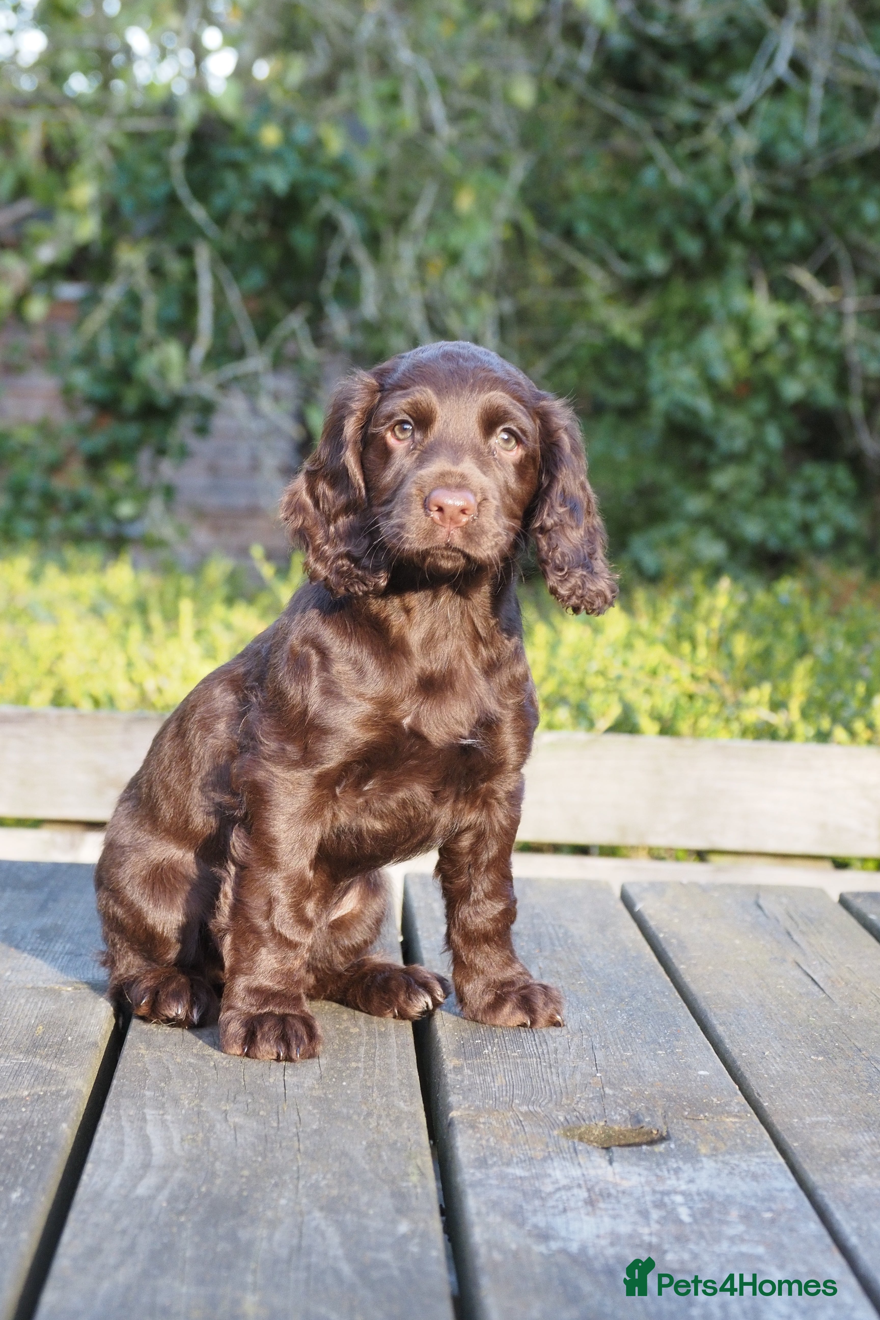 Sprocker dogs for sale: SPROCKER PUPPIES - Advert 2