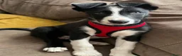Border Collie dogs for sale: One little boy Border Collie left  - Advert 3