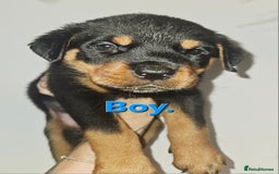 Rottweiler dogs for sale: READY NOW- Beautiful Rottweiler Puppies - Image 38