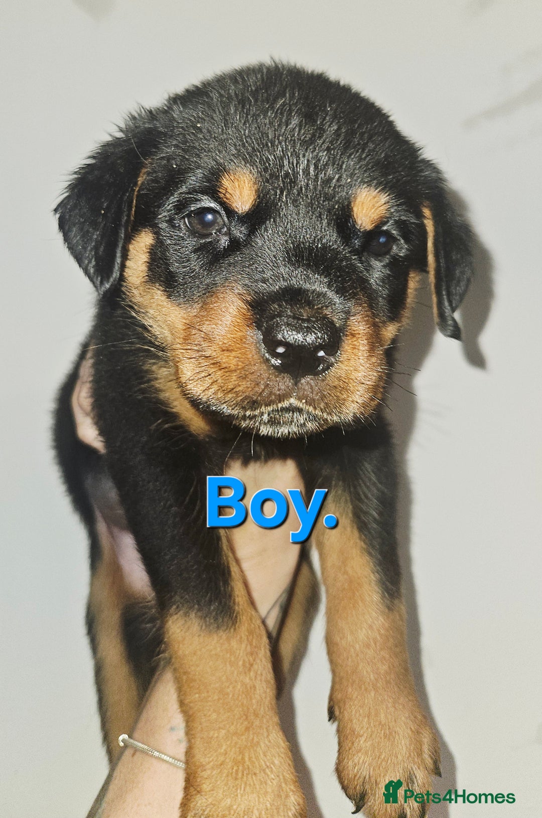 Rottweiler dogs for sale: READY NOW- Beautiful Rottweiler Puppies - Image 38