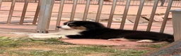 Australian Shepherd dogs for sale: Stunning Australian Shepherd Puppies  - Advert 4