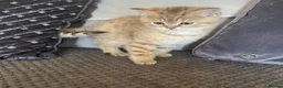 British Shorthair cats for sale: TICA reg - black golden spotted BSH boy - Advert 9